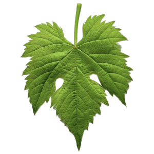 realistic_grape_leaf_straight